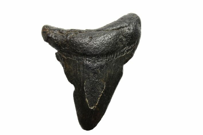 Bargain, Megalodon Tooth - North Carolina #152887